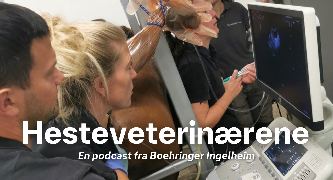 Hesteveterinærerna