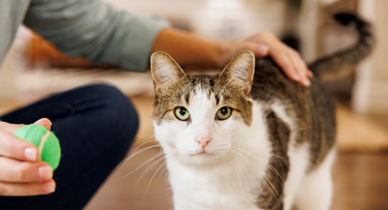 Verdens første flytende, orale behandling av diabetes hos katter