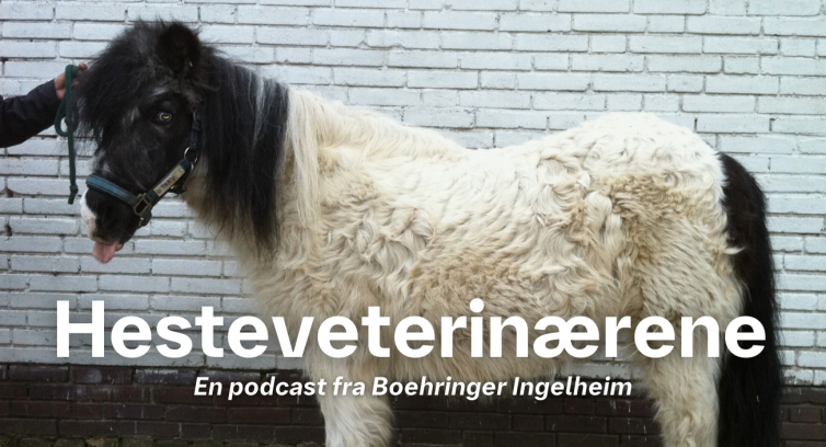 Hesteveterinærerna NO