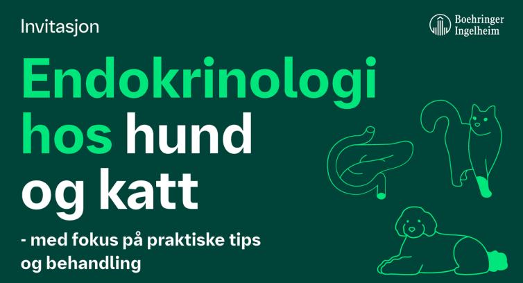 Endokrinologi hos hund og katt - med fokus på praktiske tips og behandling