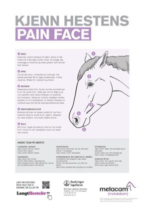 Kjenn hestens Pain Face