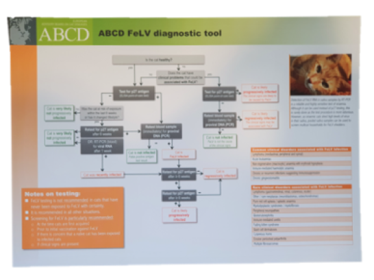 ABCD FeLV diagnostic tool